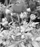 Bouquet wildflowers prickly rose blooming in garden photo