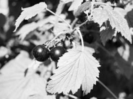 fotografía sobre el tema hermoso arbusto baya grosella negra foto