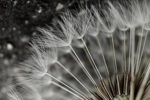 beautiful dandelion flower seed in springtime, white background photo