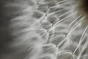 hermosa semilla de flor de diente de león en primavera, fondo blanco foto