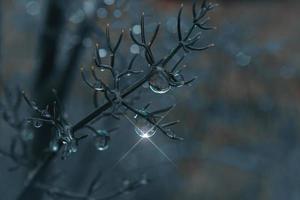 drop on the plant in rainy days in springtime, blue and dark background photo