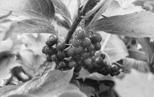 Photography on theme beautiful sour berry viburnum photo