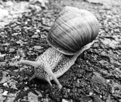 Caracol de jardín grande con concha arrastrándose por la carretera mojada date prisa en casa foto