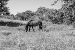 Beautiful wild horse stallion on summer flower meadow photo