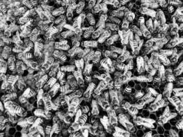 Abstract hexagon structure is honeycomb from bee hive photo