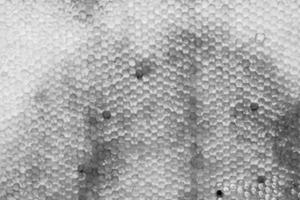 Honeycomb from bee hive filled with golden honey photo