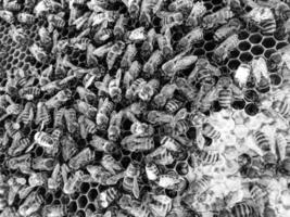Abstract hexagon structure is honeycomb from bee hive photo