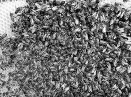 Abstract hexagon structure is honeycomb from bee hive photo