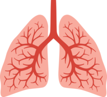 anatomia dos pulmões humanos png