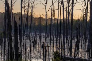 early morning in summer swamp with vertical dry gray straight dead tree trunks photo