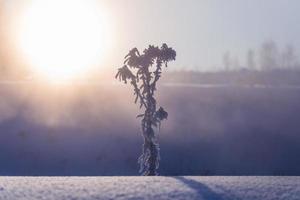 planta seca congelada en la mañana nublada de invierno en minimalismo artístico sintonizado con enfoque selectivo foto