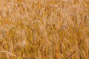 Yellow barley field at daytime under direct sunlight. Fully filled agriculture closeup selective focus background. photo
