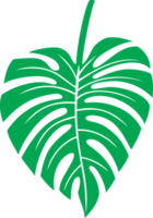 blad van monstera - tropische plant png