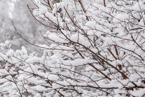 Snowy branches with selective focus. Abstract winter background. photo