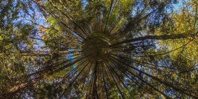 hyperbolic little planet projection of spherical panorama in sunny autumn day in pine forest with blue sky photo