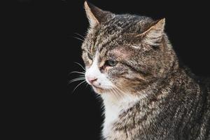 Tabby cat close-up on black background. Sad pet looks away. Animal care concept. photo