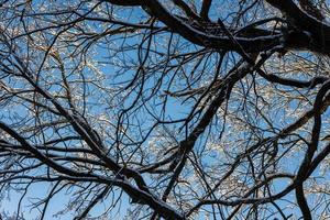 snow covered winter tree on blue sky background full frame upward view photo