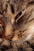 domestic tabby cat face close-up view with selective focus photo
