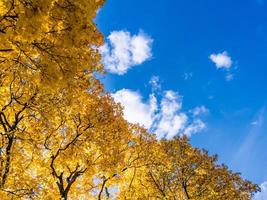 autumn vivid yellow maple trees foliage on blue sky with white clouds background - full frame upward view from below photo