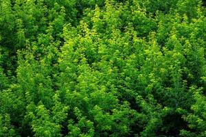 top of summer green ash-tree forest solid foliage pattern background photo