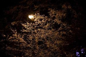 ramas de invierno cubiertas de nieve con lámpara de calle dentro en la noche de invierno foto