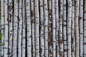 Textura de barling de tronco delgado de árbol de abedul y fondo de fotograma completo foto