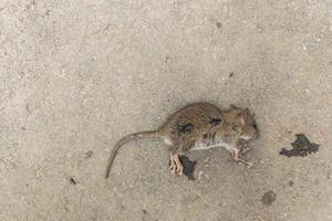 dead mouse body on sandy asphalt surface photo