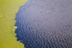 green algae floating on rippled water surface of the pond with pronounced edge photo