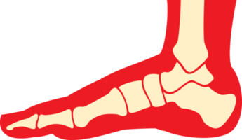 anatomie du pied humain png