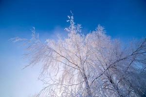 delgadas ramas de abedul escarchadas sobre fondo de cielo azul claro degradado a la luz del día de invierno freexing foto