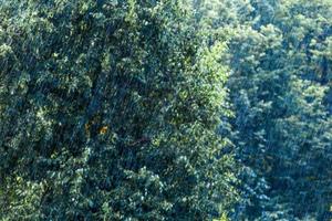 massive rain drops falling in green forest at sunny and windy conditions photo