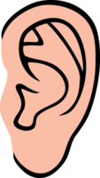 couleur de l'oreille humaine png