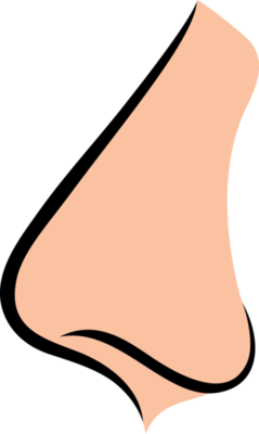 Free Nose Color Icon 12638517 PNG with Transparent Background Free Nose Color Icon 12638517 PNG with Transparent Background