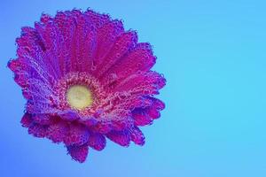 Red gerbera under air bubbles on blue photo