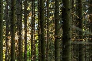 vertical lines of tall pine forest trunk at summer evening background with selective focus and natural lens blur photo