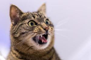 surprized cat head with open mouth photo