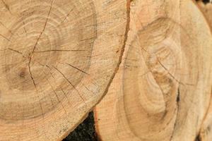 two wooden trunk slices closeup photo