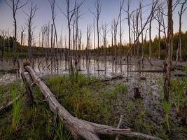 mañana en el pantano de verano con troncos de árboles rectos grises secos verticales foto