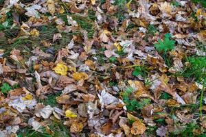 autumn background of different types of fallen wooden leaves with selective focus photo