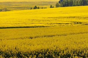 yellow rapseed field at daylight with selective focus photo