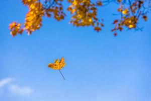 autumnal yellow maple leaf falling down on blue sky background photo