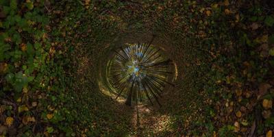 hyperbolic tunnel panorama projection of spherical panorama in sunny autumn day in pine forest with blue sky photo