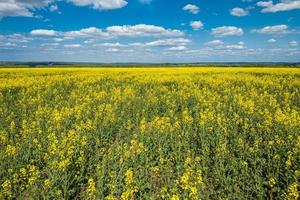 Blooming canola field and blu sky with white clouds photo