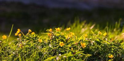Anemone ranunculoides panoramic background photo