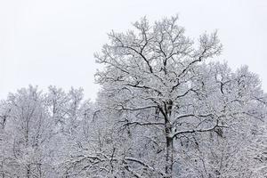 árboles abstractos cubiertos de nieve en el día nublado de invierno, vista sin superficie del suelo foto