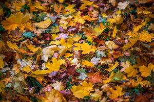 contrast autumn background with wet orange maple leaves on green grass - selective focus close-up shot photo