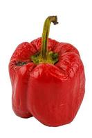 rotten red bell pepper isolated on white background photo