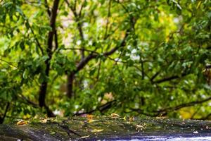 deep blue car roof at autumn rainy day with yellow birch leaves - selective focus with blur closeup photo