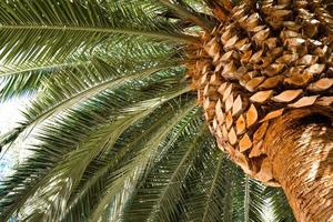 fondo de primer plano de palmera foto