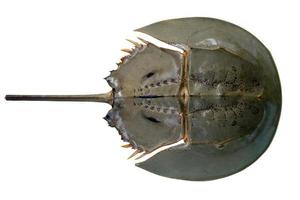 Horseshoe crab or Limulus polyphemus in the upper surface shot from top view isolated on white background. Seafood photo